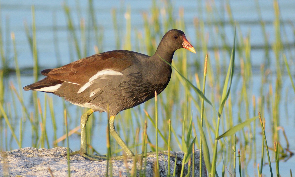 Common Gallinule - ML182367791