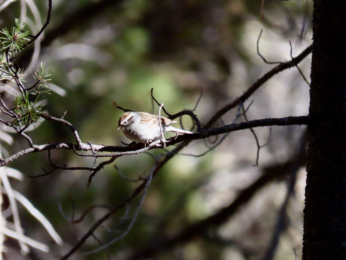Chipping Sparrow - ML182367951