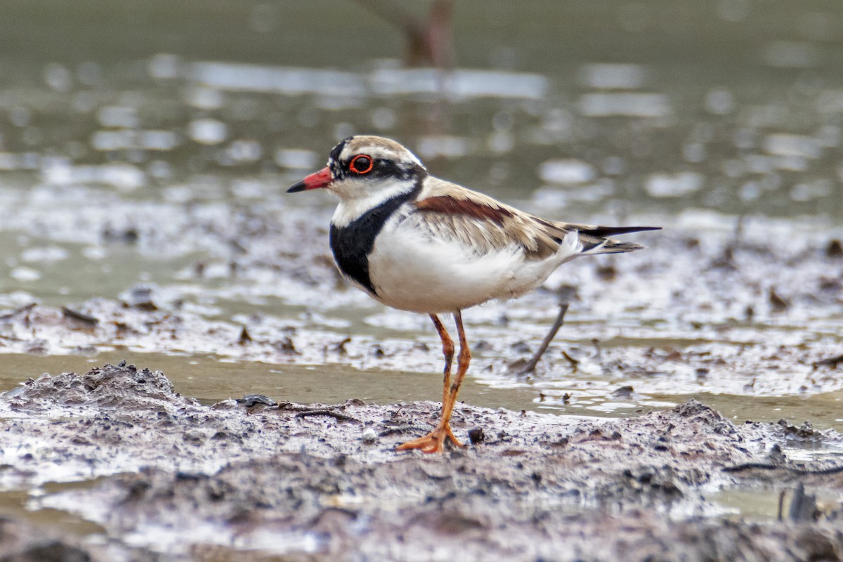 Black-fronted Dotterel - ML182370901