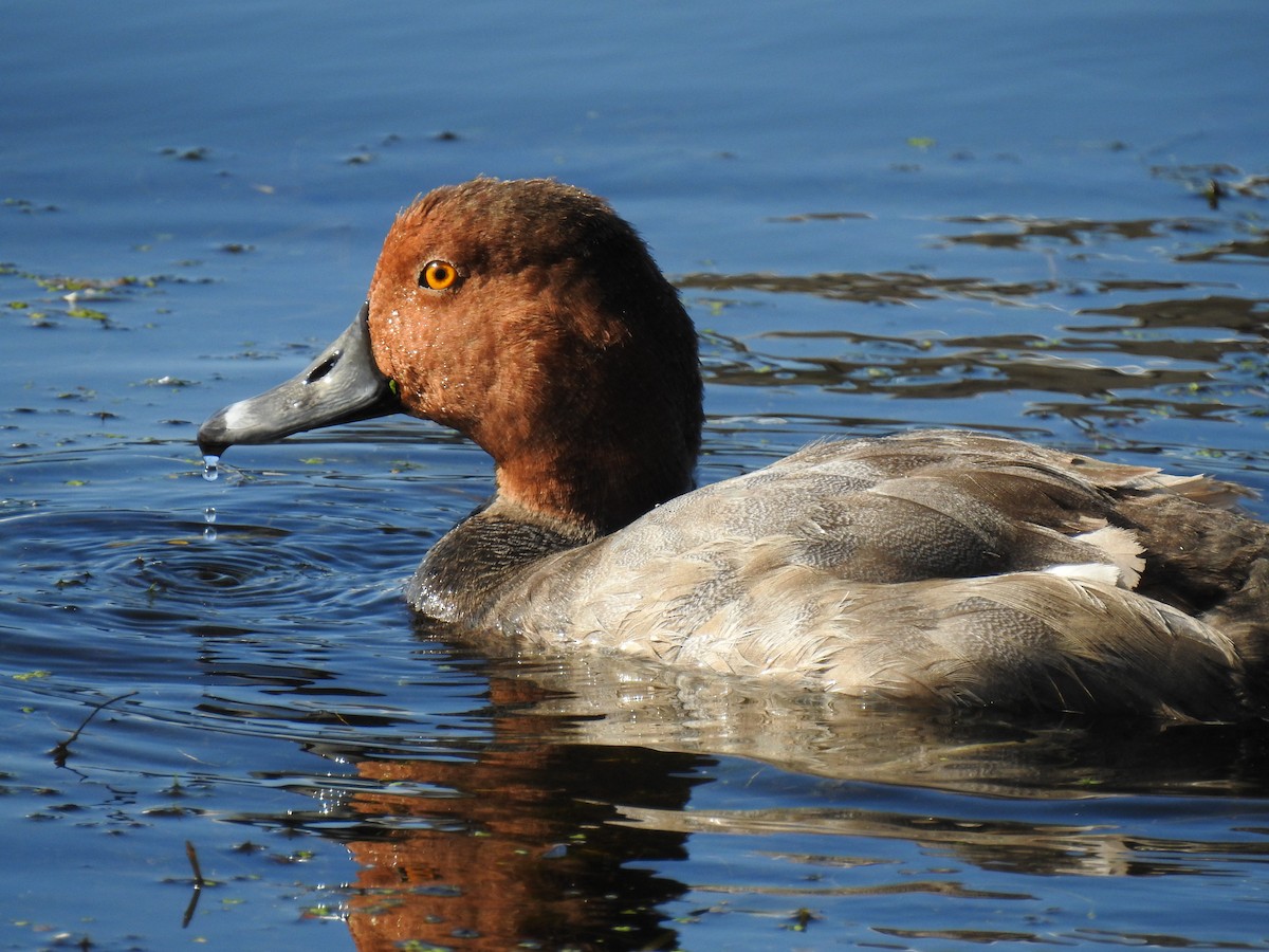 Redhead - ML182374271