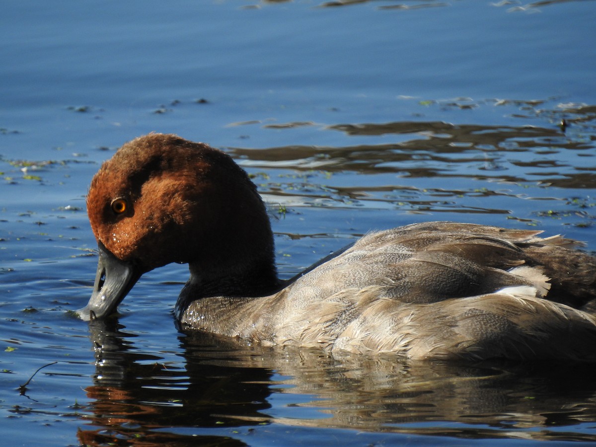 Redhead - ML182374281