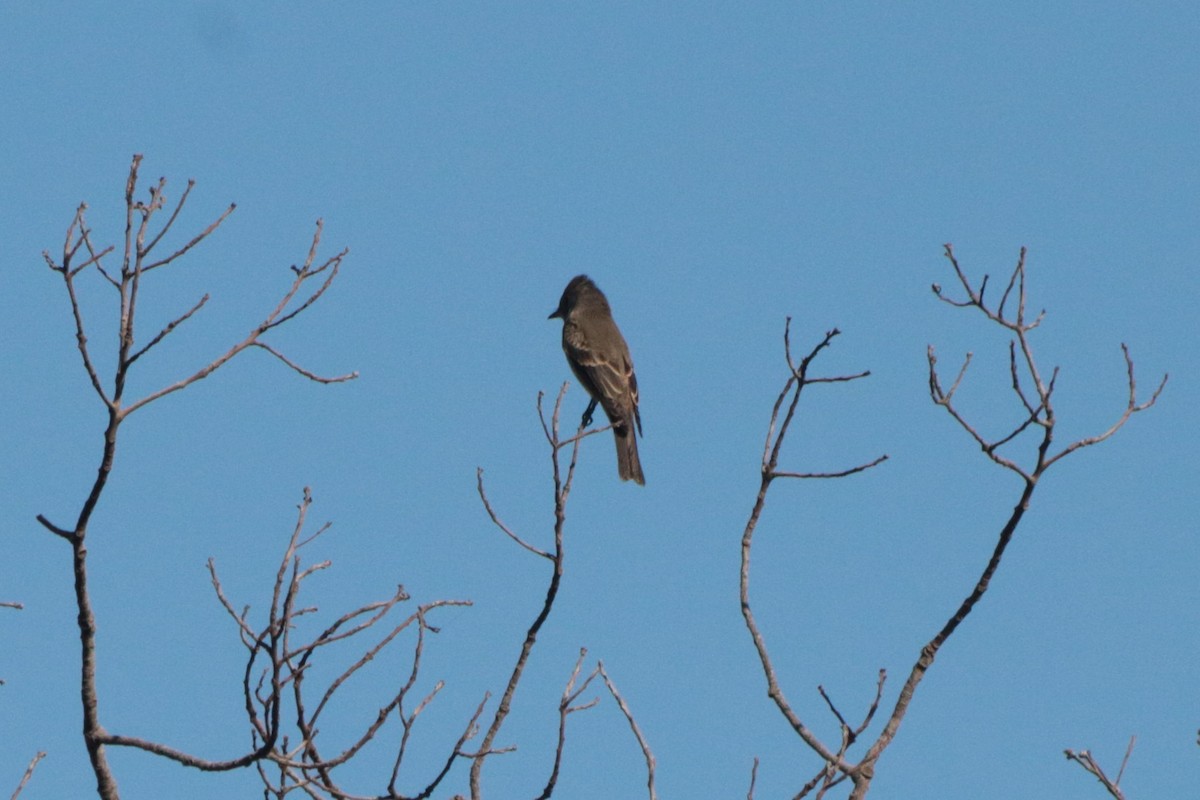 Western Wood-Pewee - ML182375511