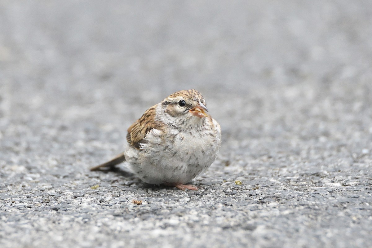 Chipping Sparrow - terence zahner