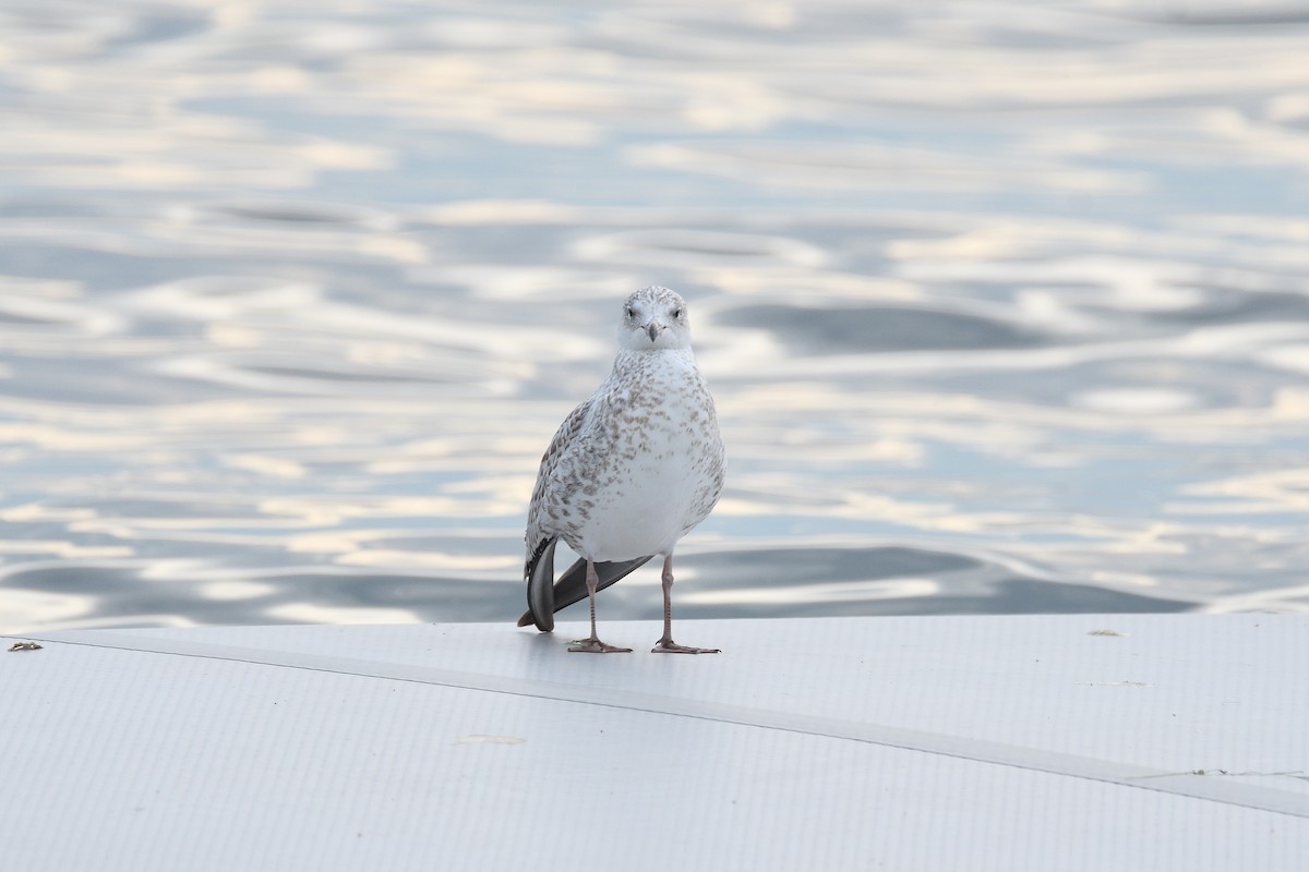 Ring-billed Gull - terence zahner