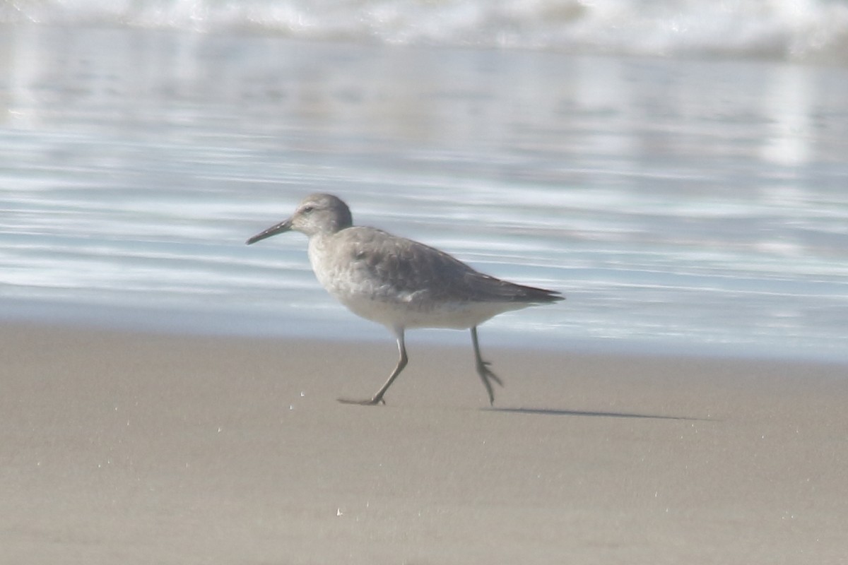 Red Knot - Bob Archer