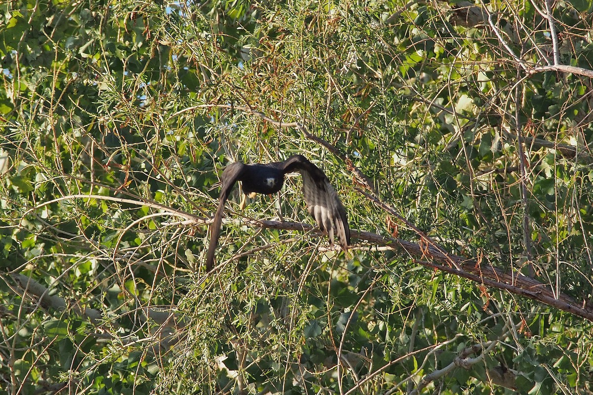 Zone-tailed Hawk - Gjon Hazard