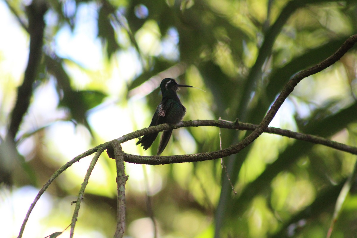 Purple-throated Mountain-gem - ML182383681