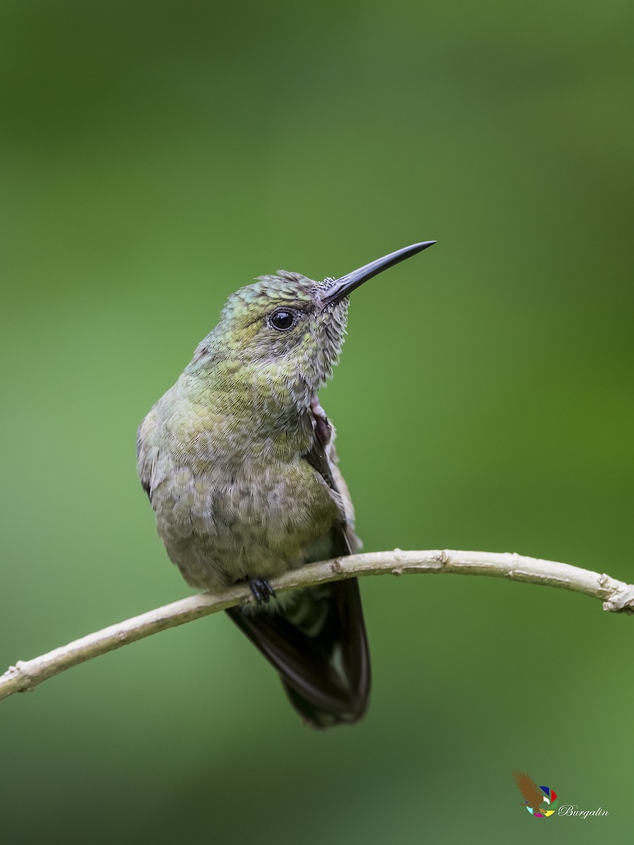 Schuppenbrustkolibri - ML182383721