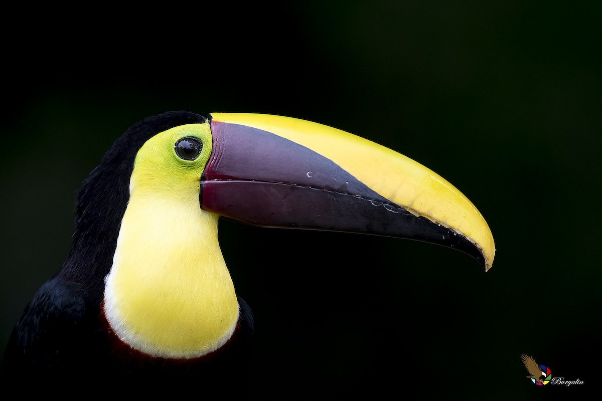 Yellow-throated Toucan - ML182383851