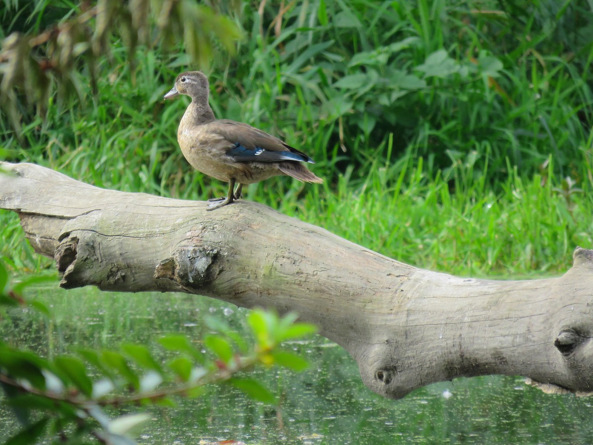 Wood Duck - ML182384871