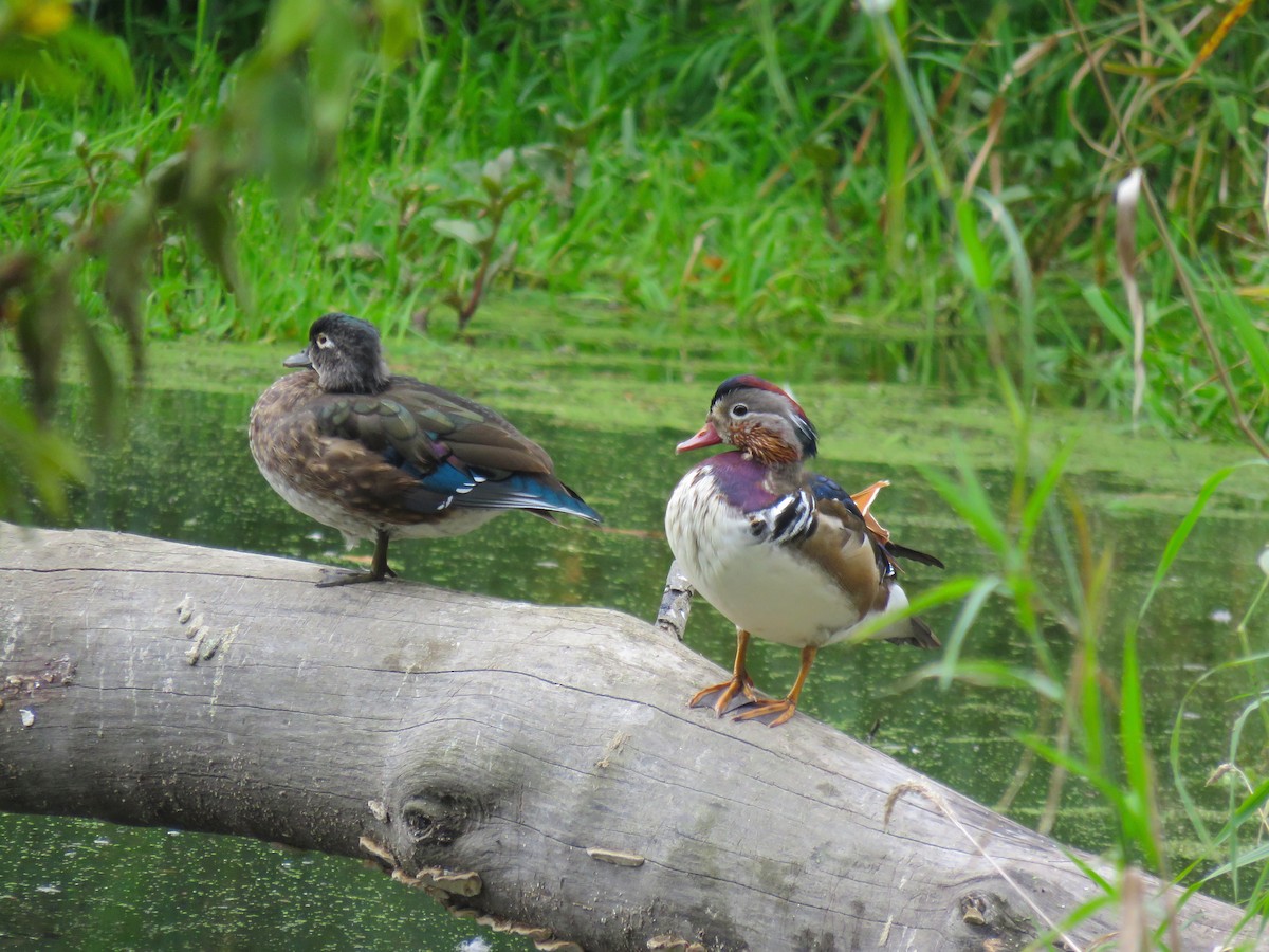 Mandarin Duck - ML182385471