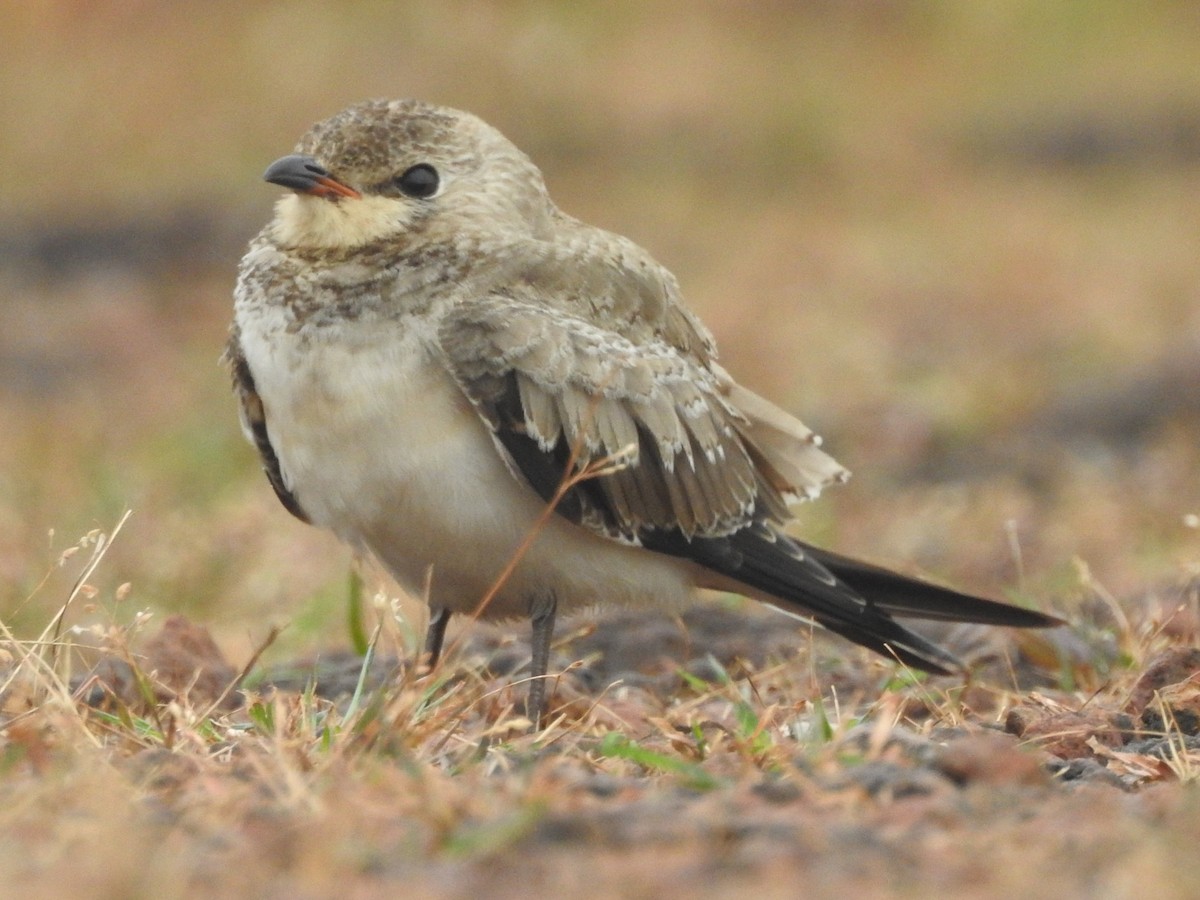 Small Pratincole - ML182386461