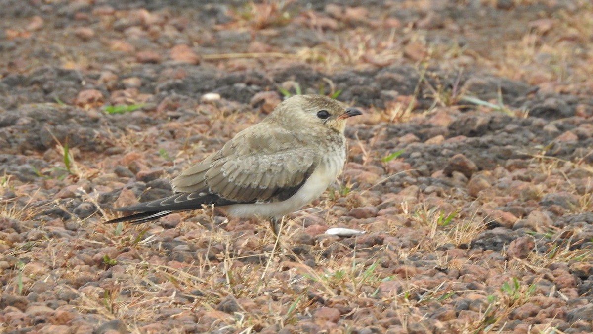 Small Pratincole - ML182386621