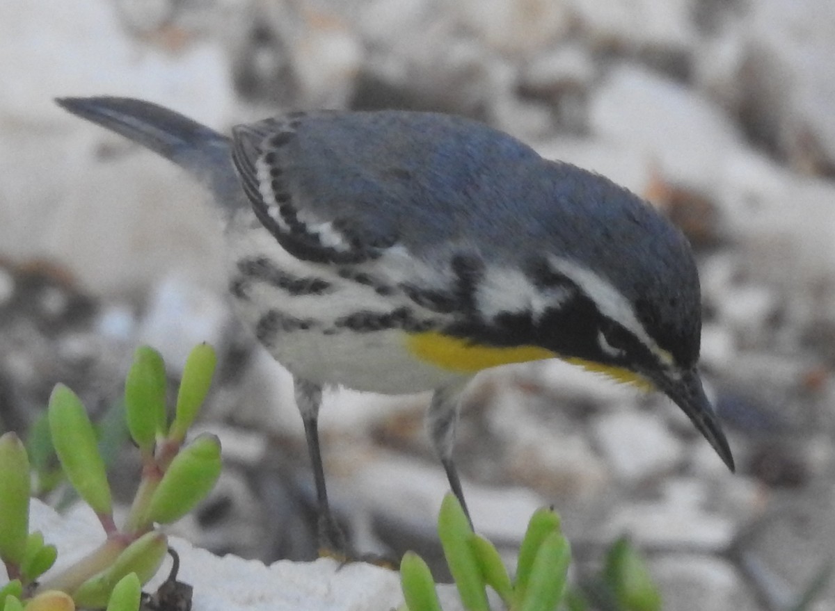 Yellow-throated Warbler - ML182388121