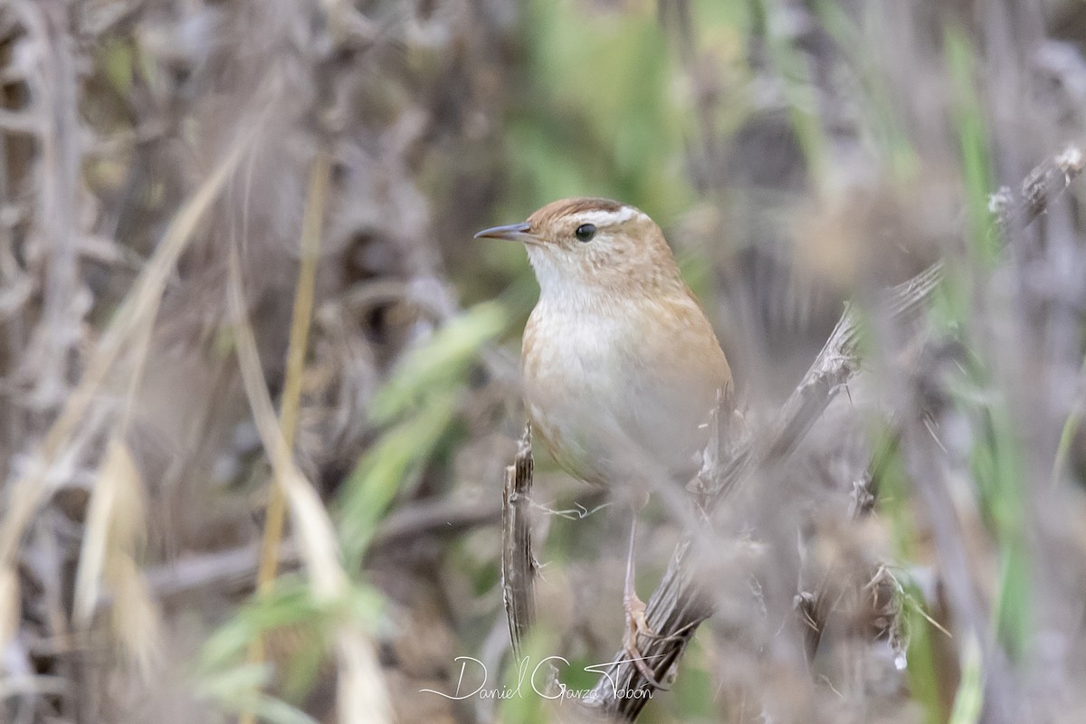 Marsh Wren - ML182388881