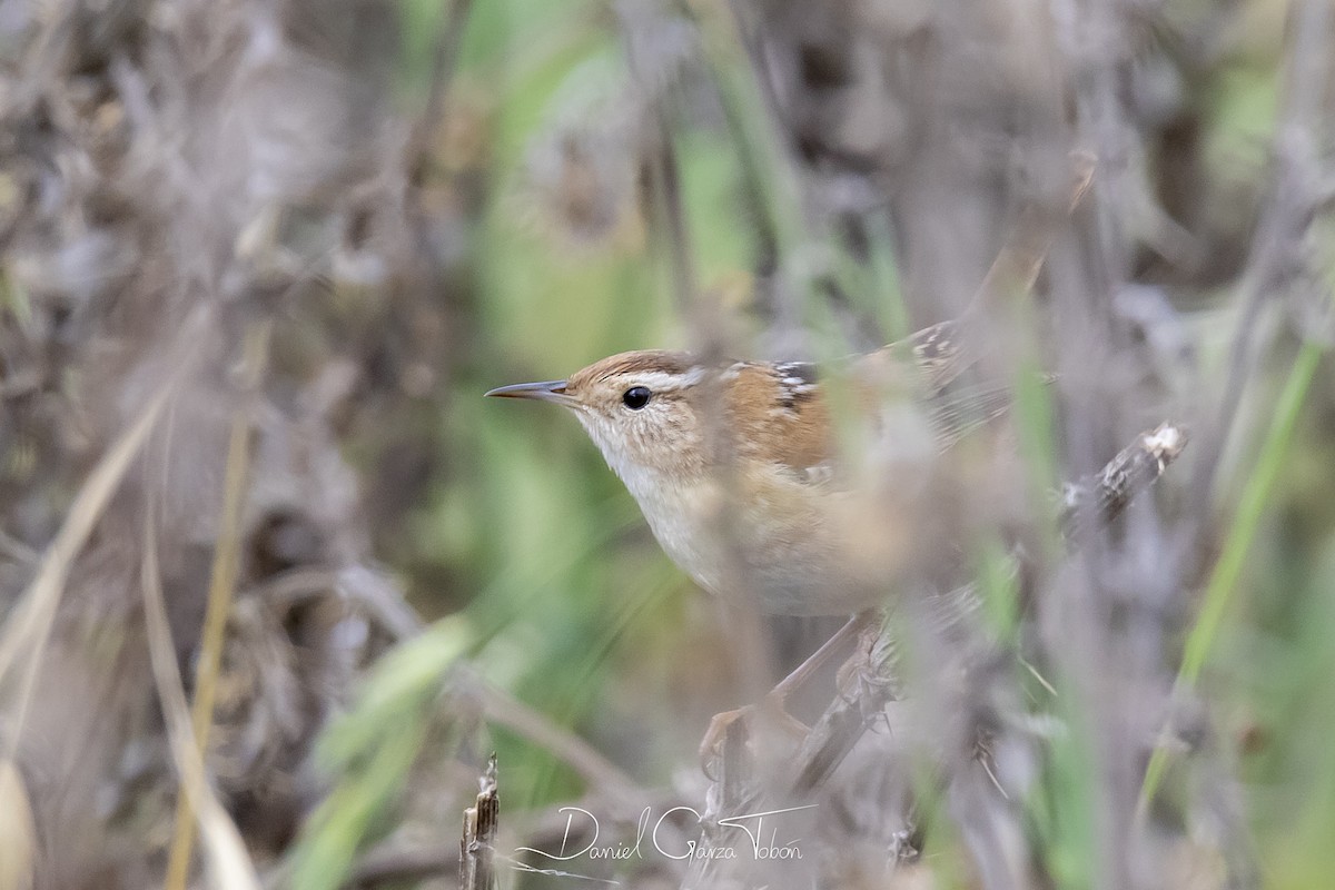 Marsh Wren - ML182388891