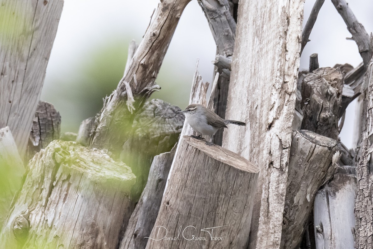 Bewick's Wren - ML182388931