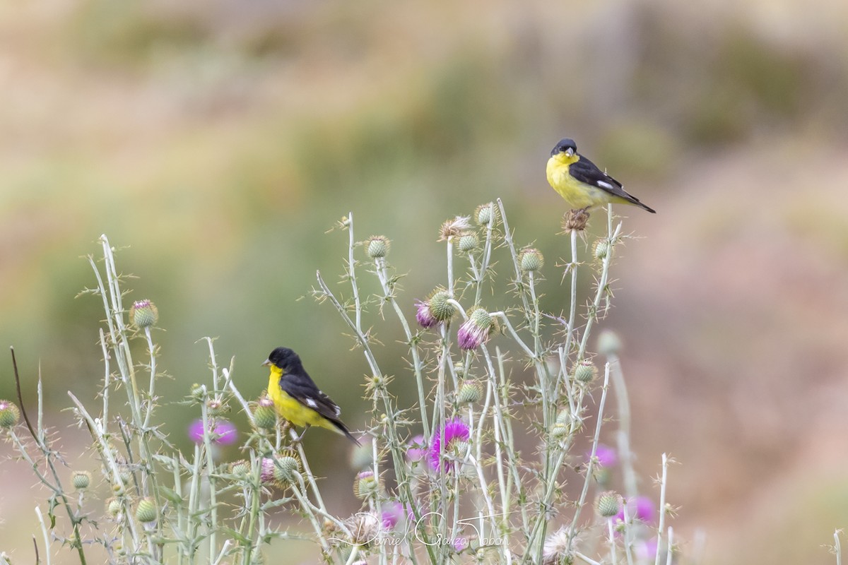 Lesser Goldfinch - ML182389151