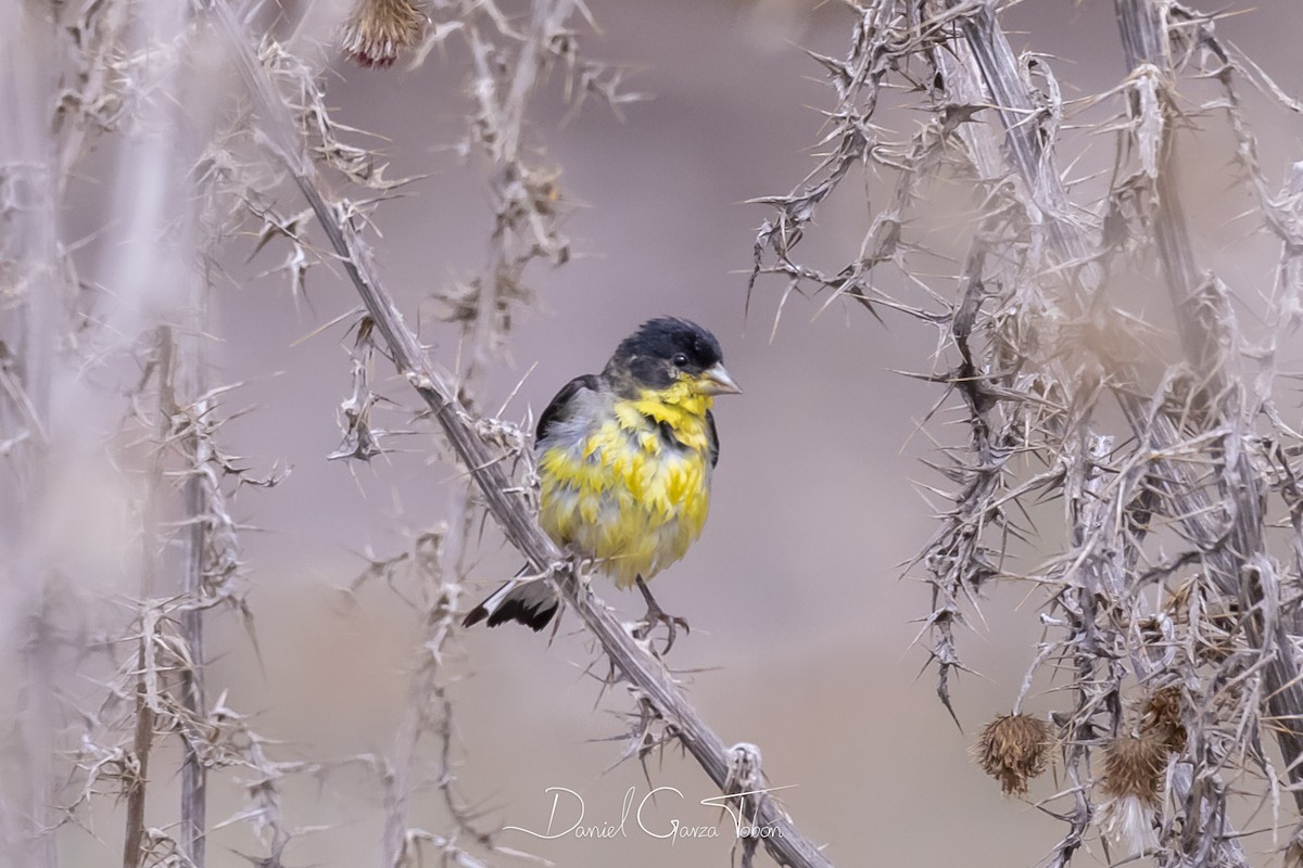 Lesser Goldfinch - ML182389161