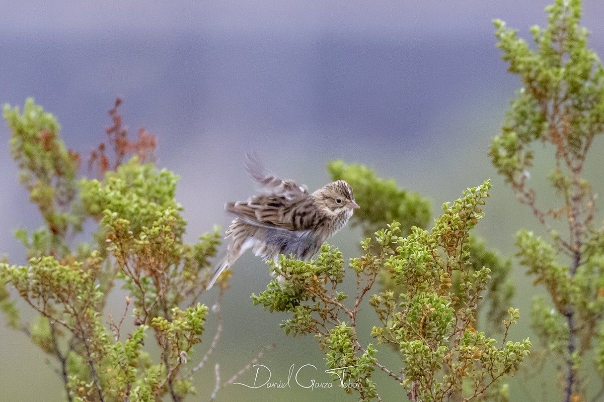 Chipping Sparrow - ML182389261