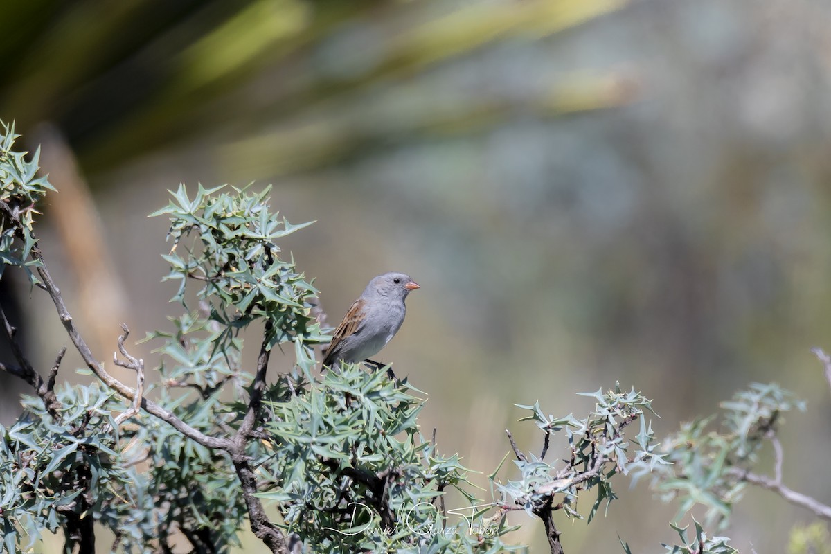 Black-chinned Sparrow - ML182389301