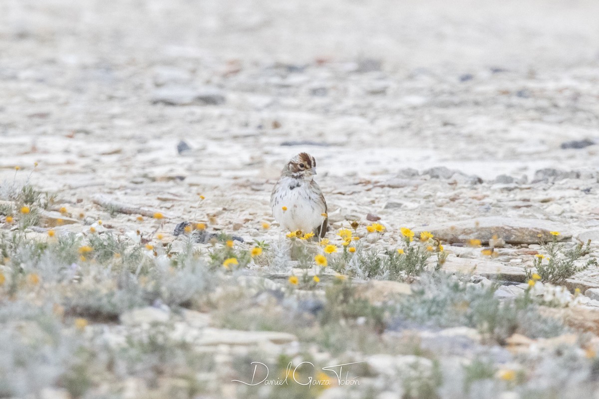 Lark Sparrow - ML182389361