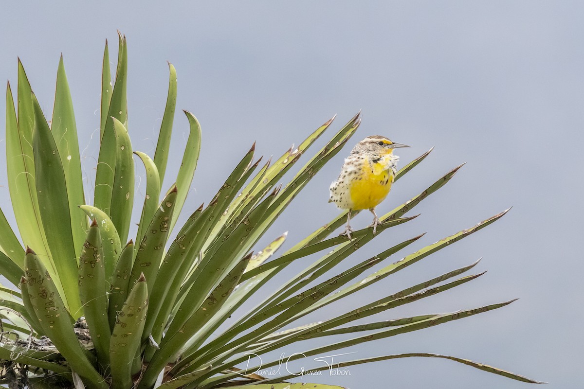 Western Meadowlark - Daniel  Garza Tobón