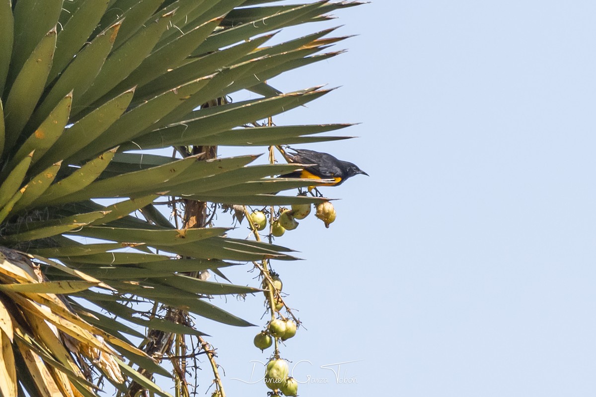 Black-vented Oriole - ML182389491