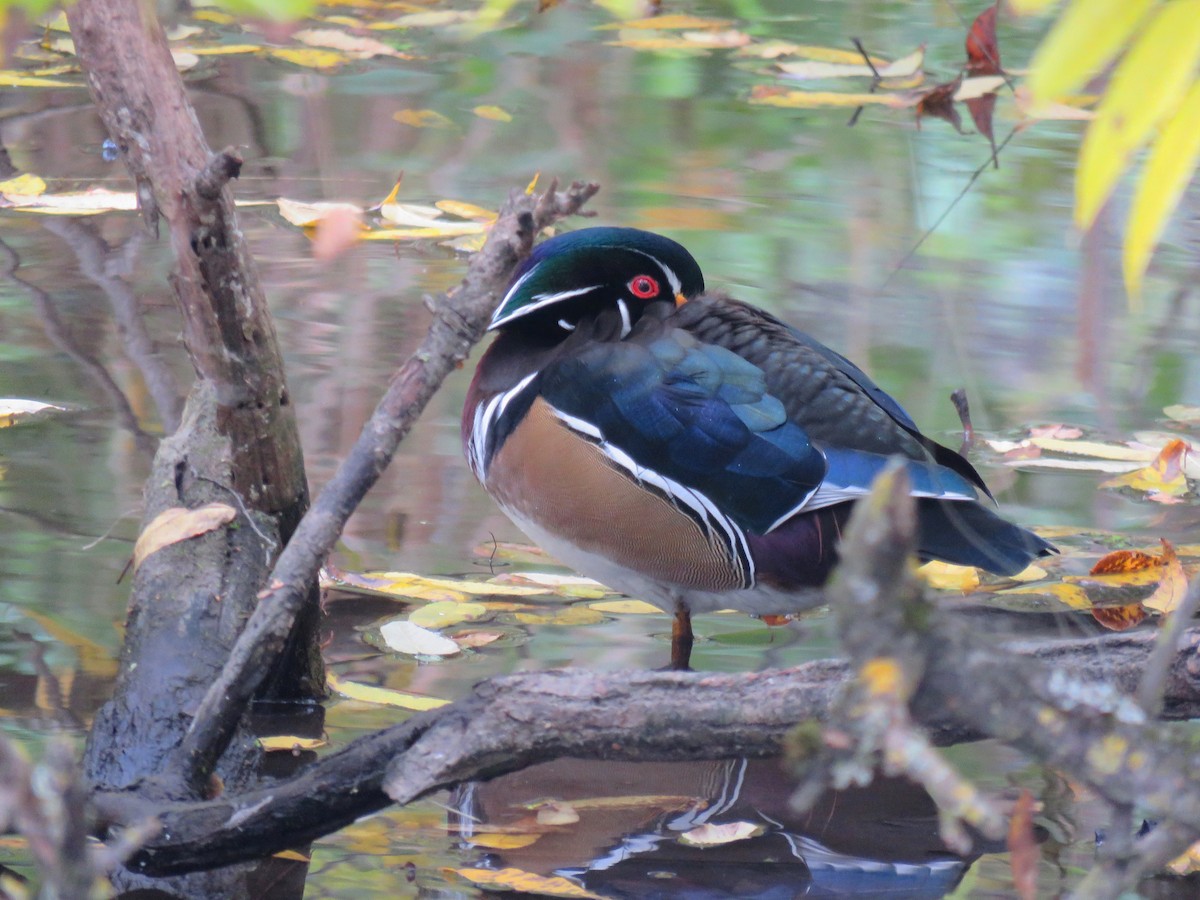 Wood Duck - ML182390781