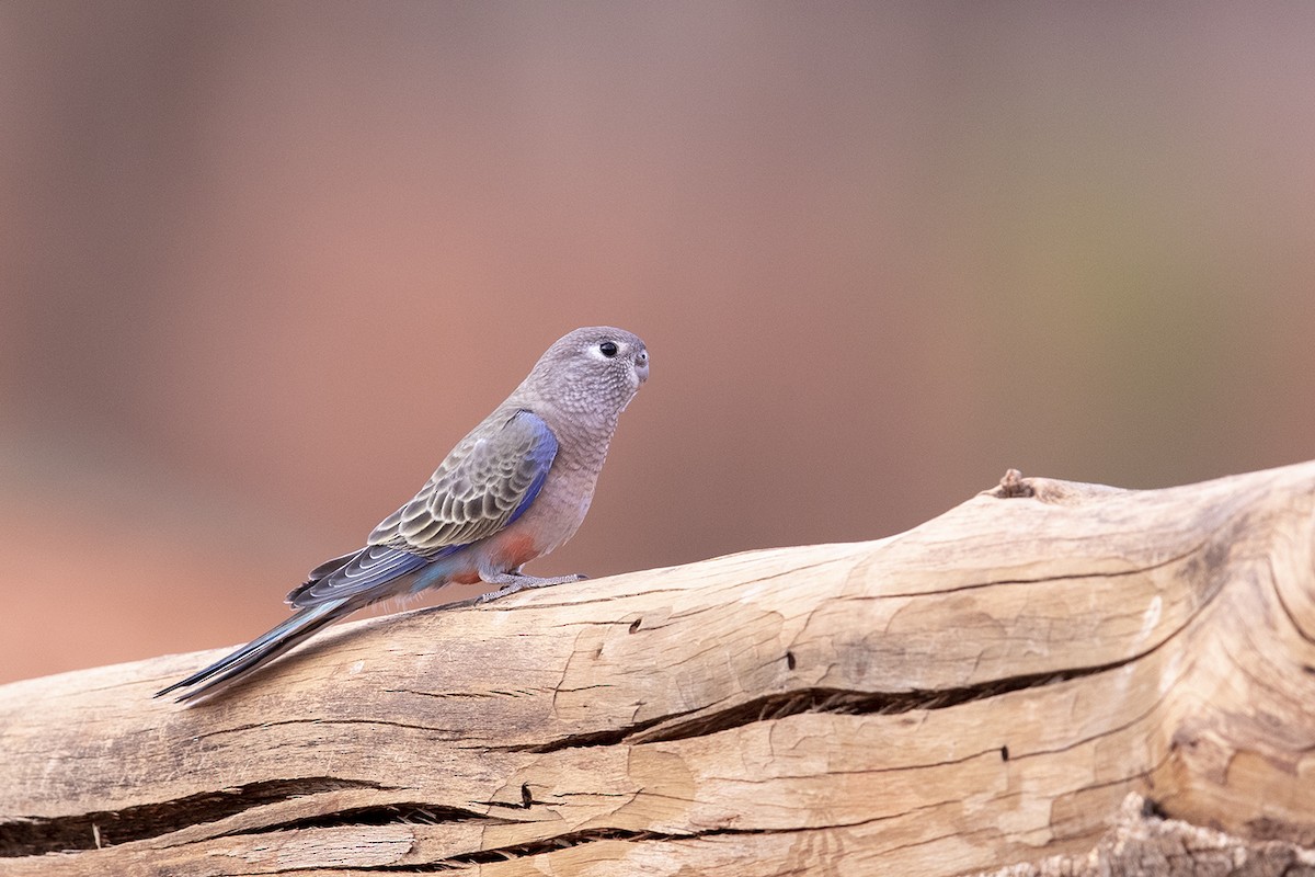 Bourke's Parrot - ML182391771