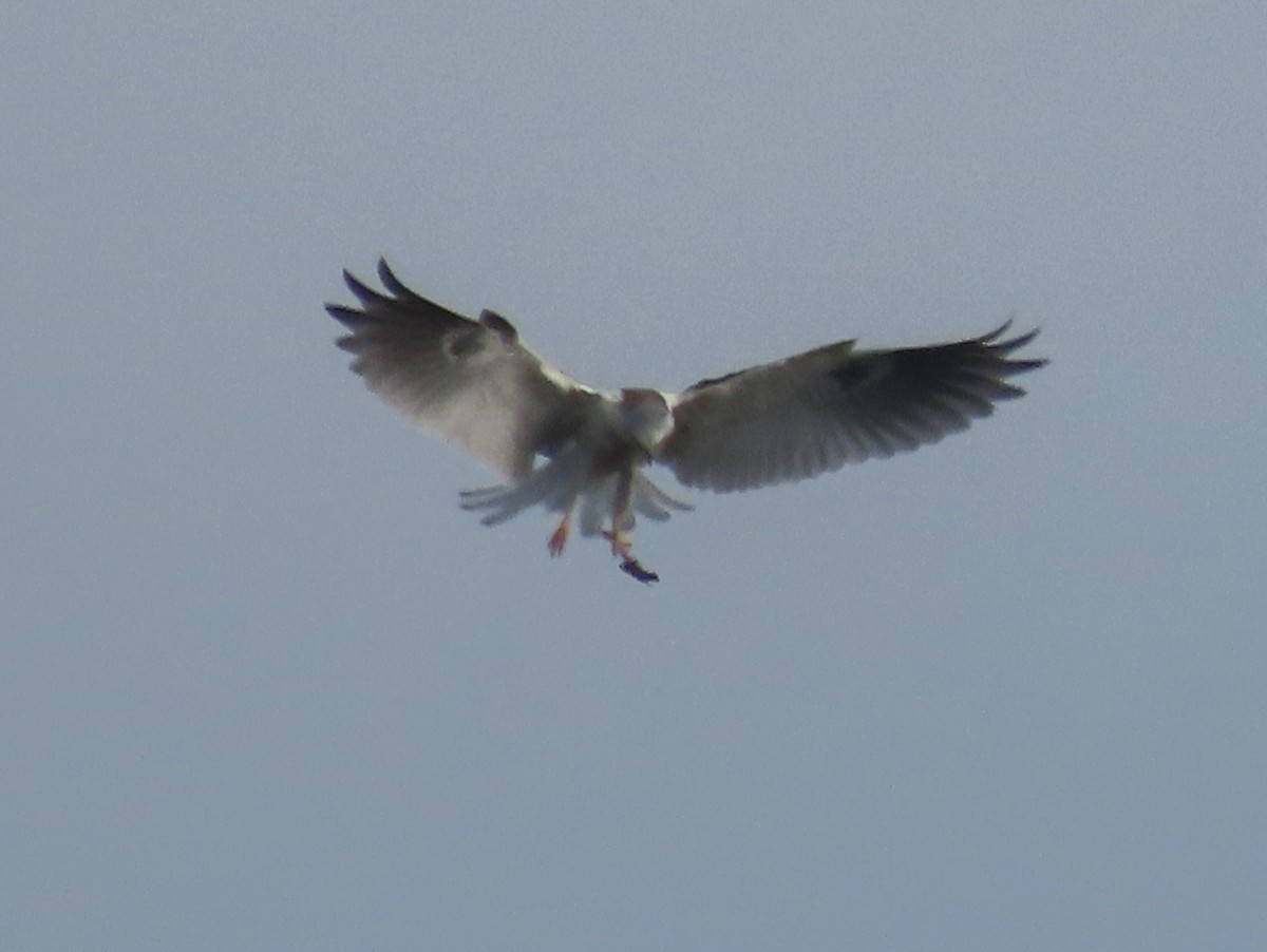White-tailed Kite - ML182394991