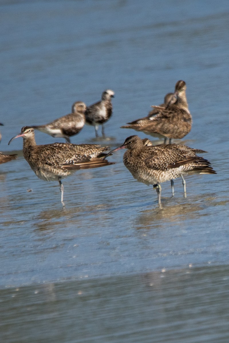 Whimbrel - ML182397211