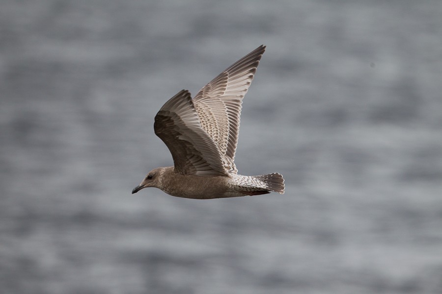 Iceland Gull (Thayer's) - Jukka Jantunen
