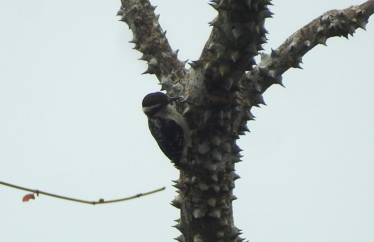 Brown-capped Pygmy Woodpecker - ML182397271