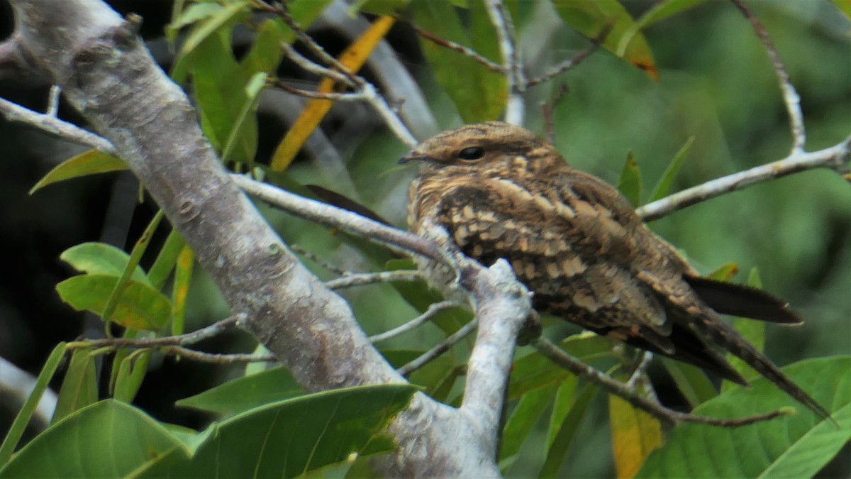 Ladder-tailed Nightjar - ML182397911