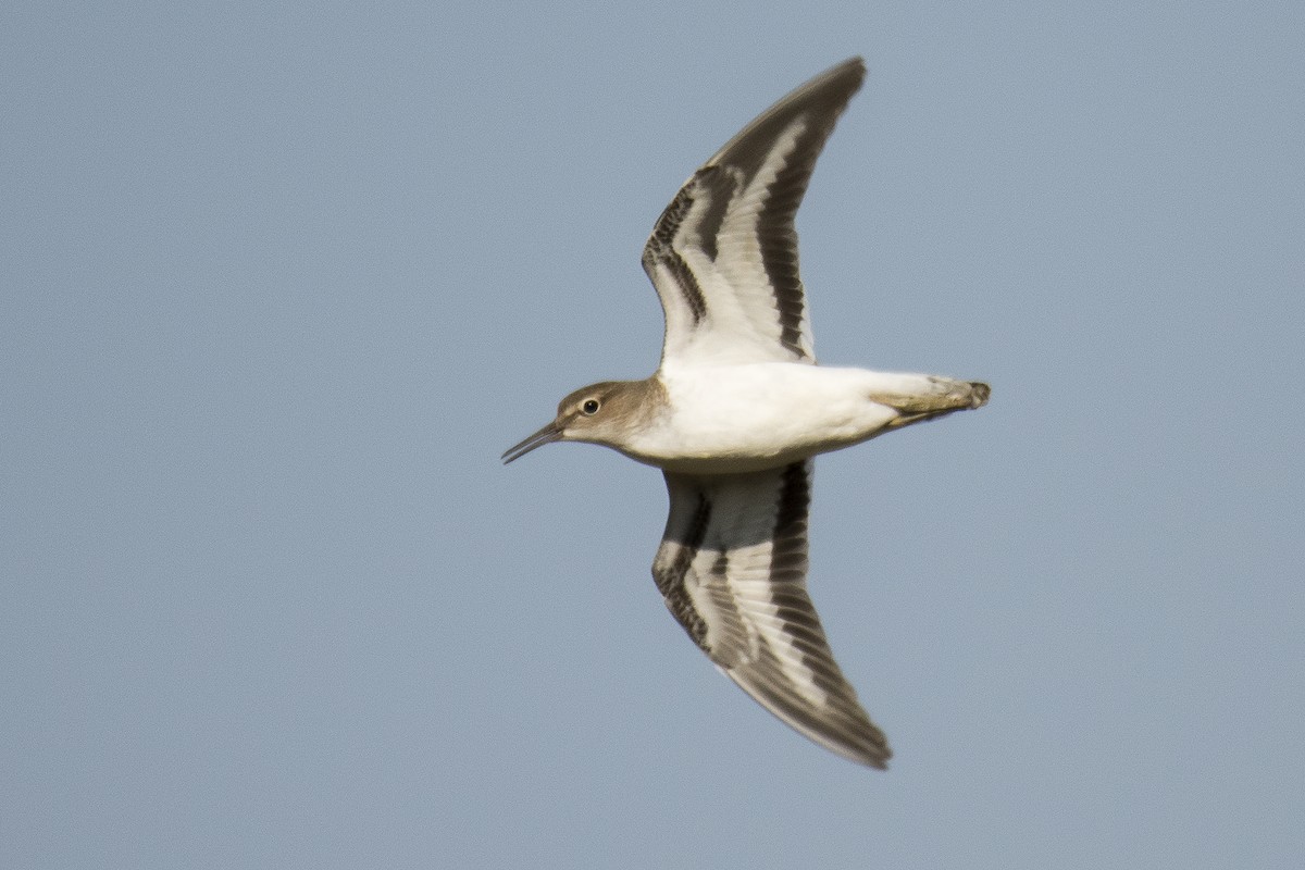 strandsnipe - ML182398961