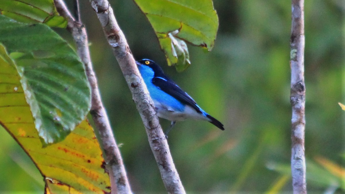 Black-faced Dacnis - ML182398991