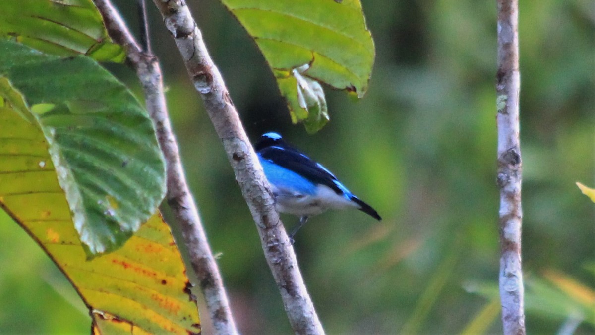 Black-faced Dacnis - ML182399001