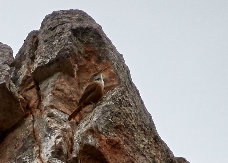 Canyon Wren - Jorge Francisco Ortiz Valenzuela