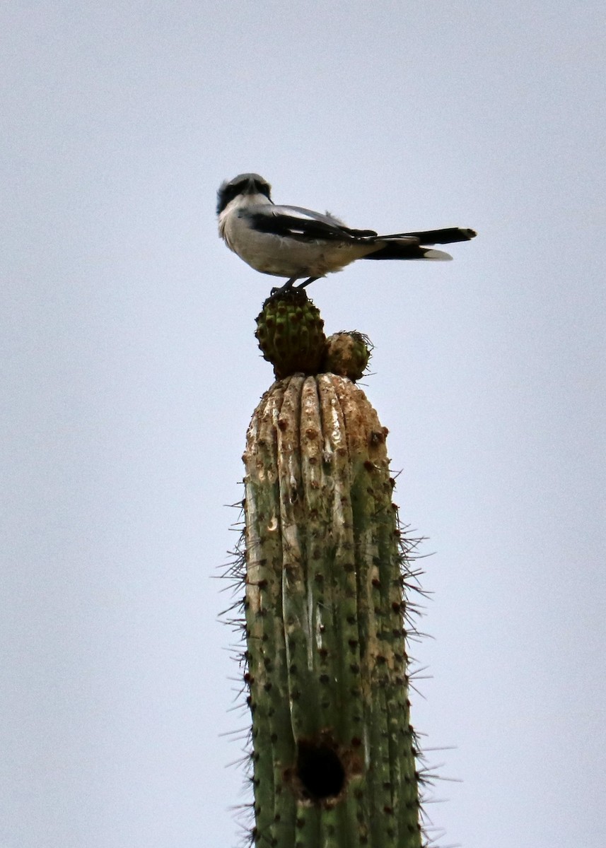 Loggerhead Shrike - Jorge Francisco Ortiz Valenzuela