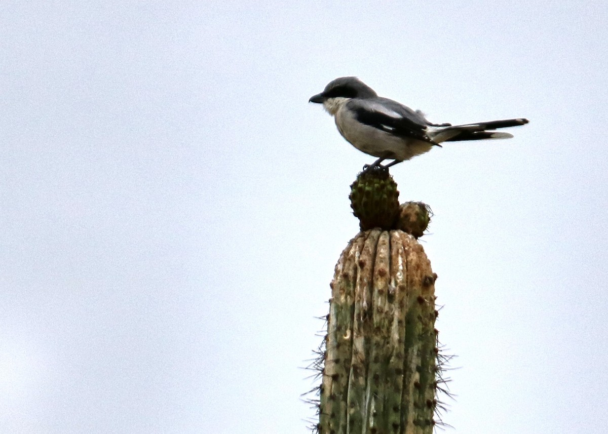 Loggerhead Shrike - Jorge Francisco Ortiz Valenzuela