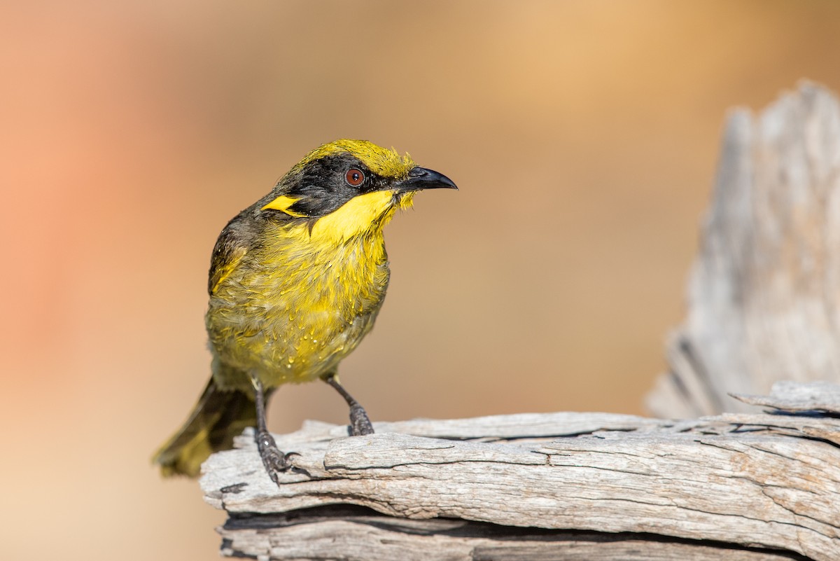 Yellow-tufted Honeyeater (Yellow-tufted) - ML182399821