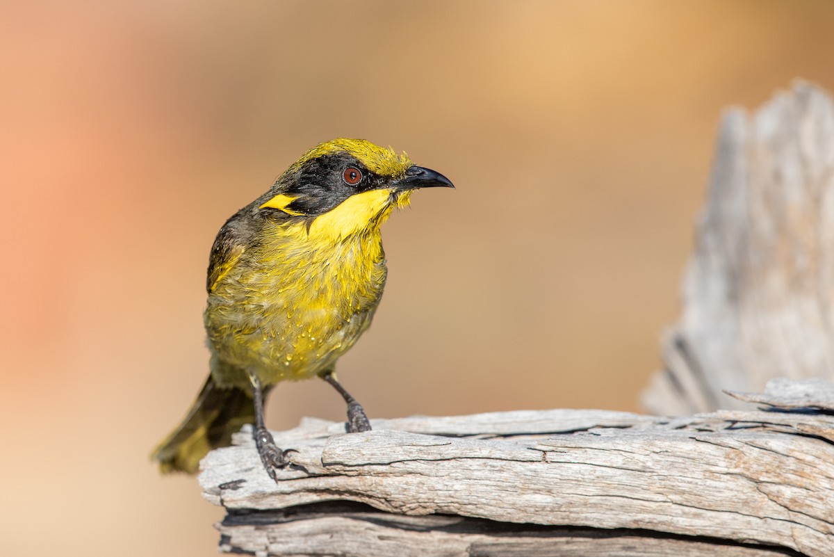 Yellow-tufted Honeyeater (Yellow-tufted) - ML182399821