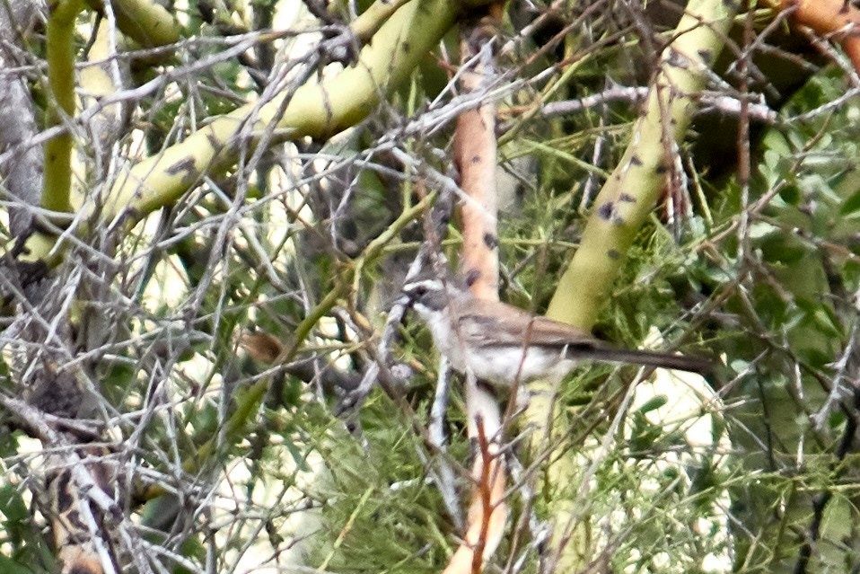 Black-throated Sparrow - ML182399981