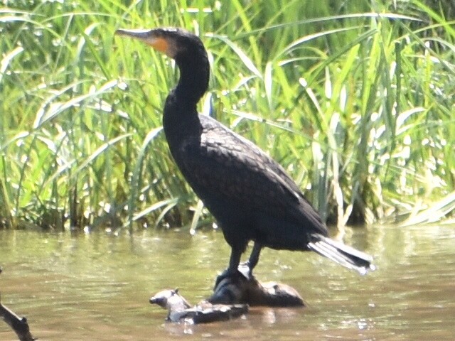 Great Cormorant - ML182400551