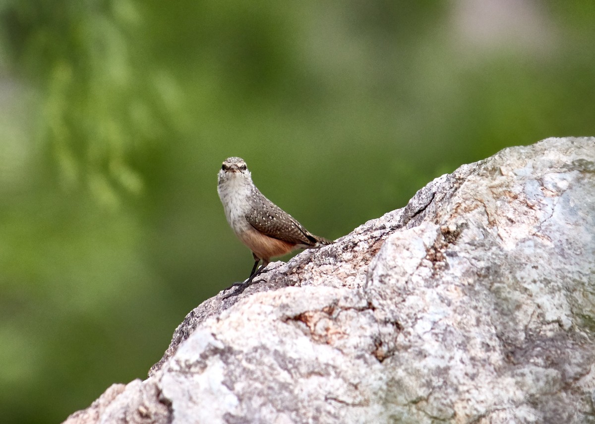 Rock Wren - Jorge Francisco Ortiz Valenzuela