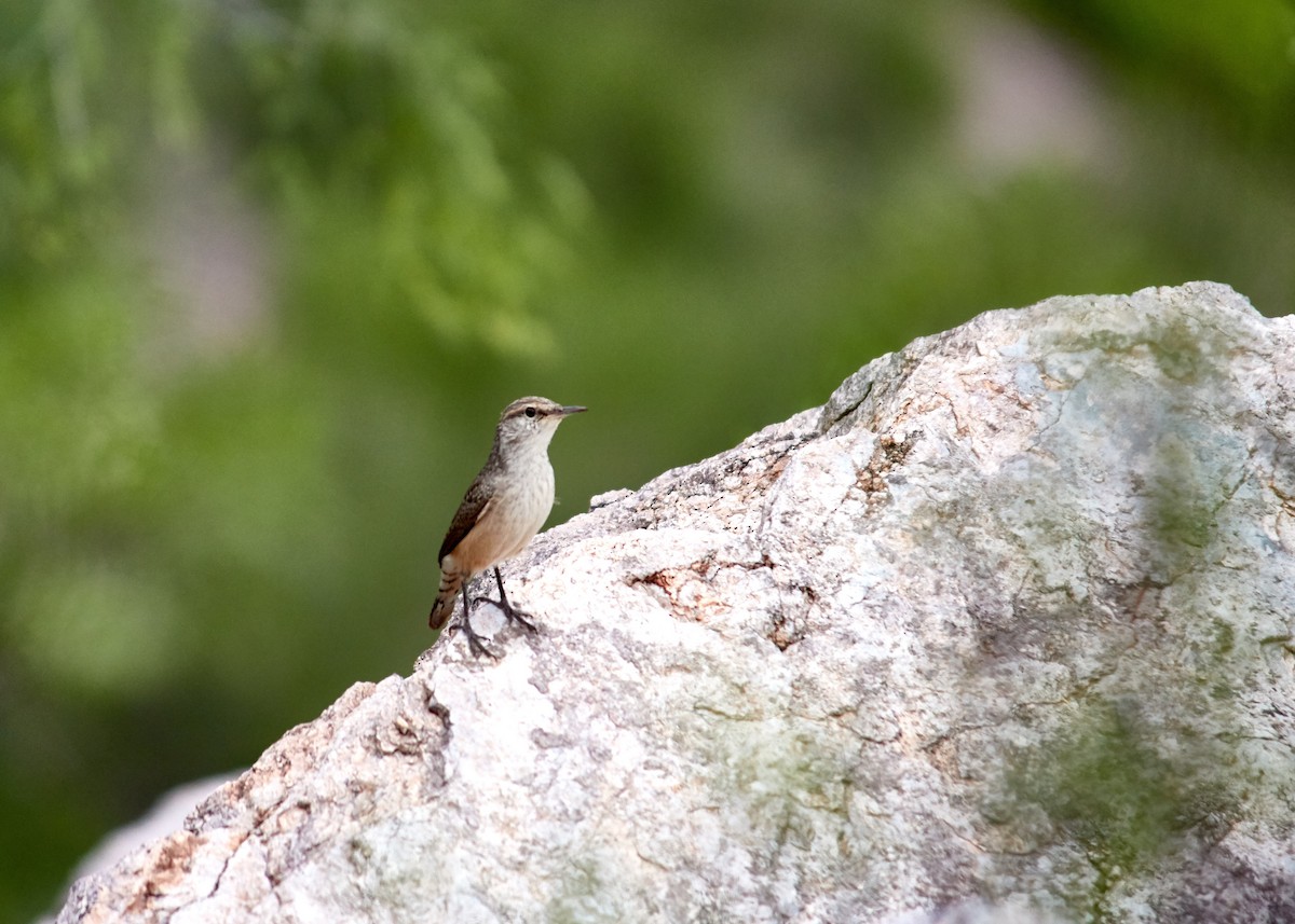 Rock Wren - Jorge Francisco Ortiz Valenzuela