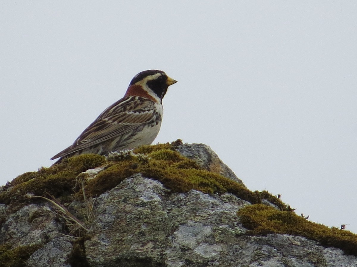 Lapland Longspur - ML182401541