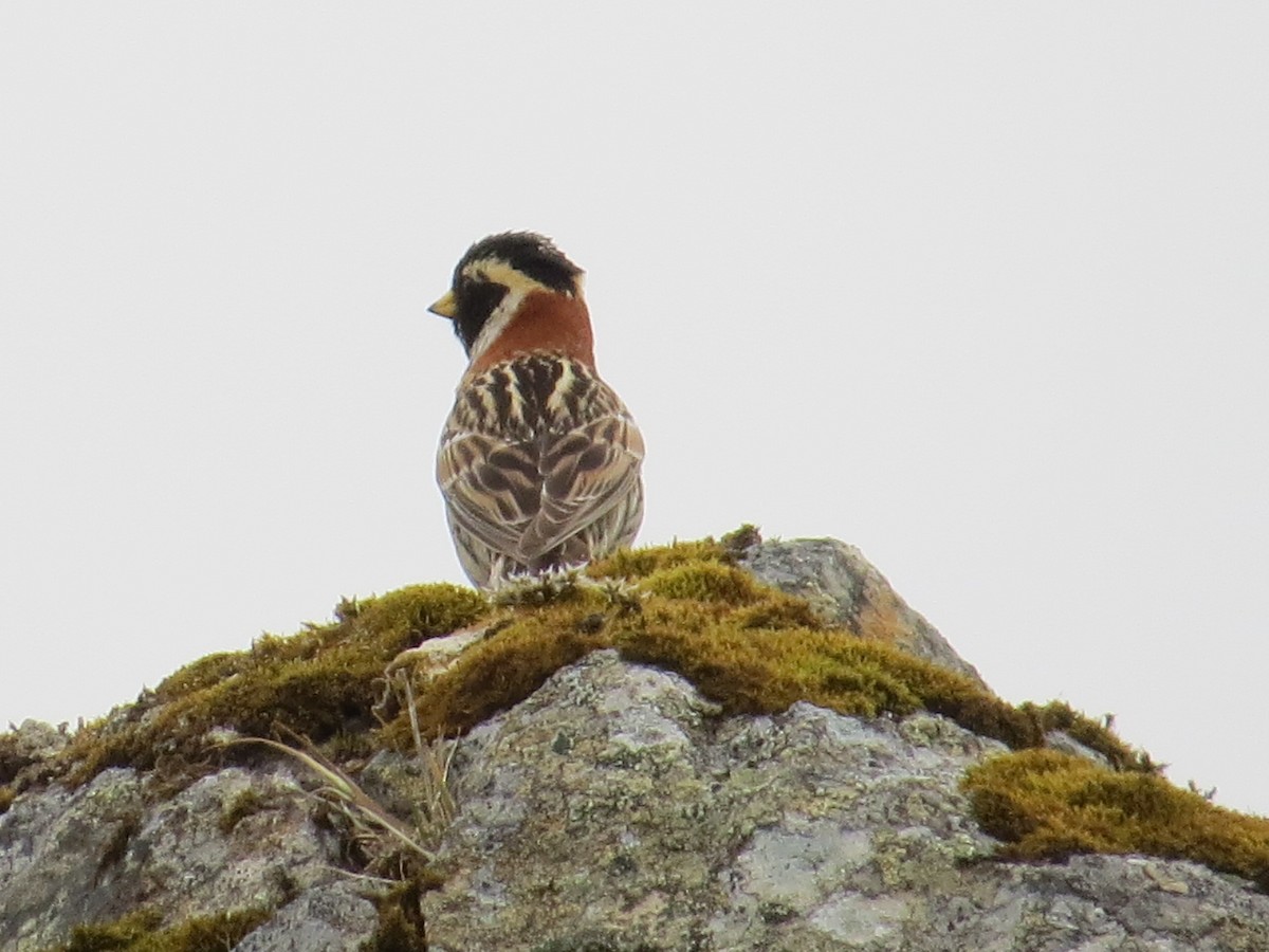 Lapland Longspur - ML182401571