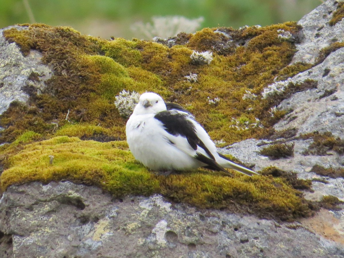 Snow Bunting - Wayne Weber